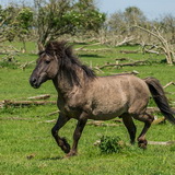 Konik horses
